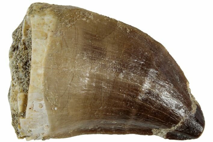 Fossil Mosasaur (Prognathodon) Tooth - Morocco #226661